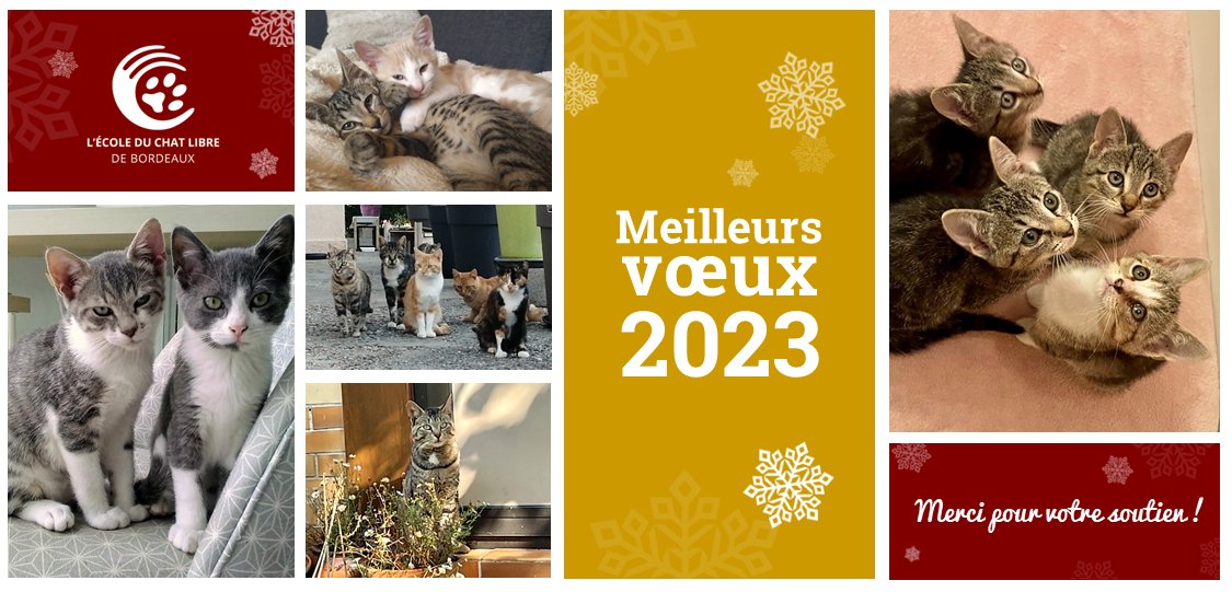 EDC_Bordeaux's tweet photo. Nous vous souhaitons une bonne année 2023 et vous remercions pour tout votre soutien (bénévoles, familles d'accueil, adoptants, followers, vétérinaires, mairies, commerces, etc...);  sans vous tout cela ne serait pas possible.
Merci pour eux !😽 https://t.co/ByJesefkf8