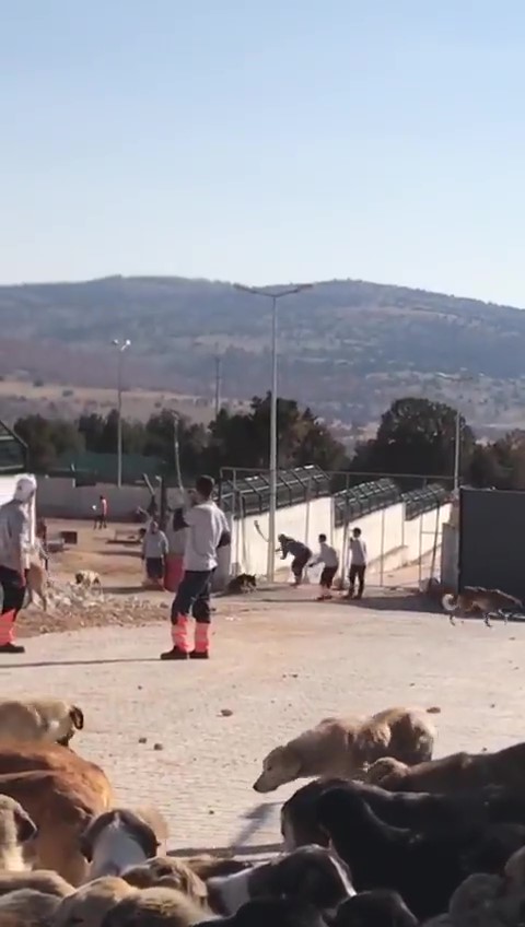 Görüntüler kanımızı dondurdu, öfkeden deliye döndürdü hepimizi.
Günlerce konuştuk ama yine aynı şey oldu.
Konya'da barınakta köpeğin başına kürekle vurarak öldüren Murat Bacak ile köpeği sürükleyen Sefa Çakmak 1 ay sonra TAHLİYE EDİLDİ.