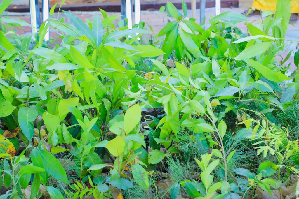 SONNALIVE's tweet photo. @sonrrec distributed 5K indigenous plants scientifically proven to the Somalia Government.This is aligned with president @HassanSMohamud’s policy agenda on greening Somalia &amp; @greenpeacesom to restore degraded land and protect the ecosystem.
#Somalia https://t.co/1TWZ1AkRDa