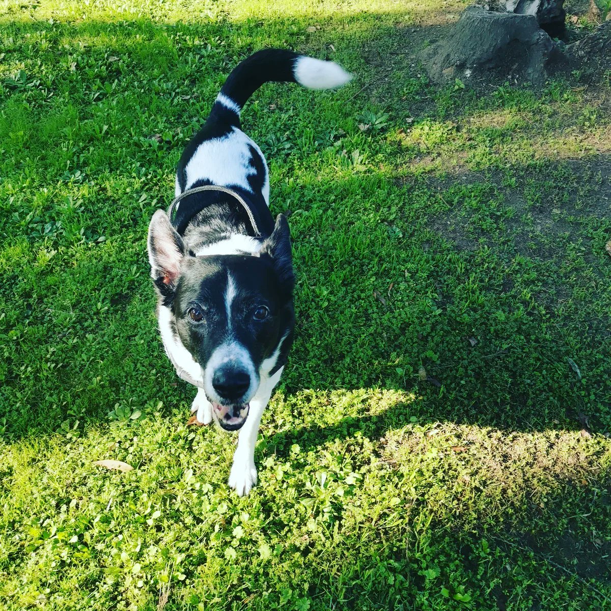 IoveneLaura's tweet photo. Oggi il mio Ughino compie 10 anni. Adottarlo è stata la scelta più bella che potessi fare. Un #amore così grande 🤗👱🏻‍♀️🐶
#HappyBirthday
#hugothedog https://t.co/LHvdrAPbQP