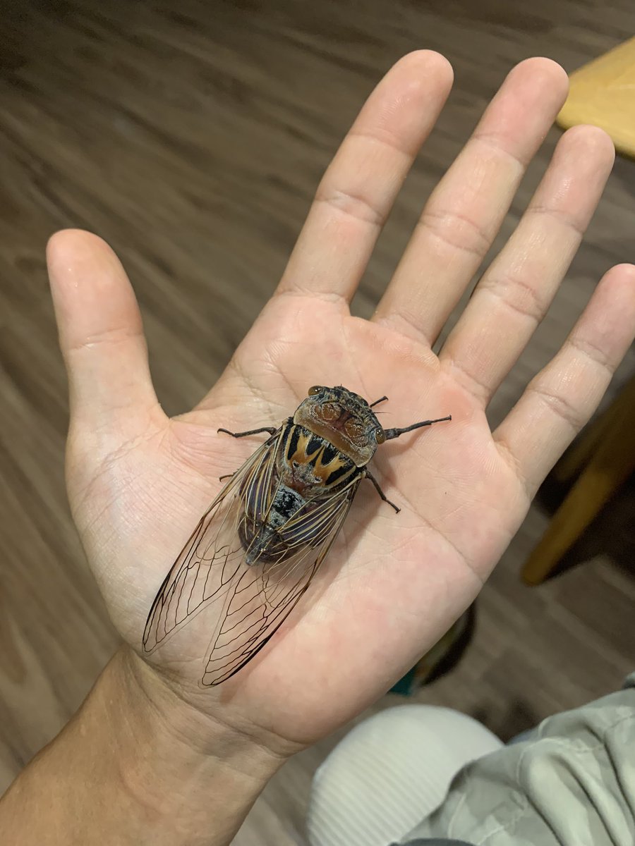 Coleoptera7777 tweet media