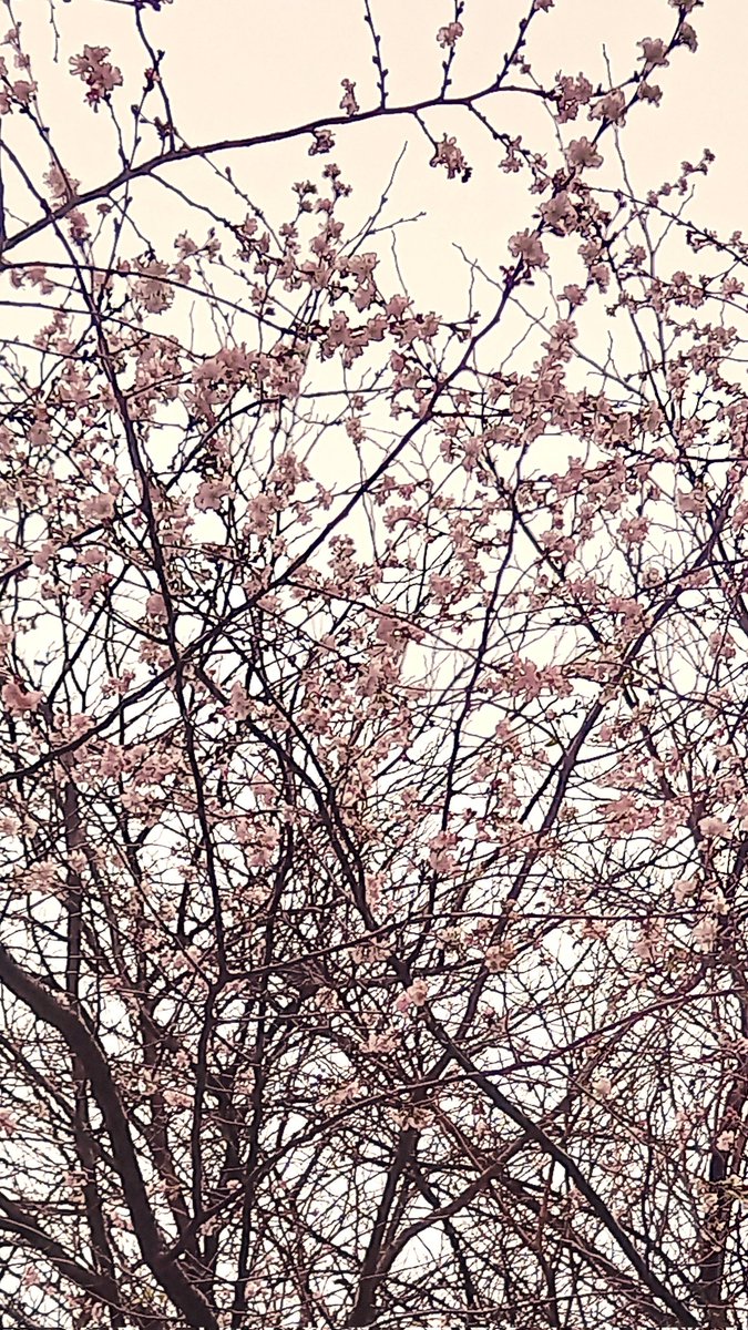 Lyon. 2 janvier 2023.
Floraison hâtive. 
Il ne sera pas difficile d'en prévoir les conséquences : arbre épuisé, possible absence de fleurs au printemps,difficulté pour les insectes pollinisateurs, famine pour les oiseaux. 
Une jolie image pour la fin d'un cycle de vie.