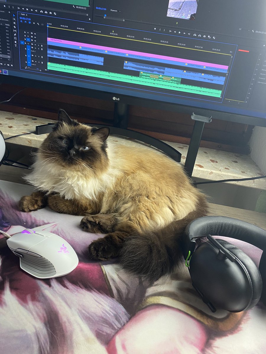 KZilanka's tweet photo. Hier ein Thread von mir für dich wenn du einen schlechten Tag hattest 😽 https://t.co/UbNB95J1I9