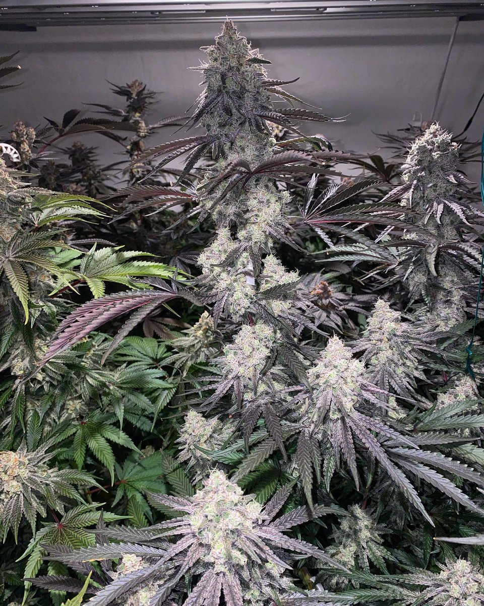 gringo_ctm's tweet photo. 👀💚

#Repost @bangingbudsza on IG
——
The MAC (V2) (Alien Cookies F2#7 x Miracle #4 )
Day🌹50
Bred by @crapul8tor @capulator 

What a fitting name!🔥 she seems to be camera shy, really struggling to capture her properly

#macv2 #capulator https://t.co/6hYjruR3KY