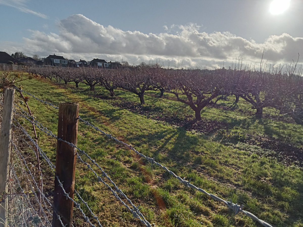 An orchard south of Sittingbourne, target for a large housing development application. Not in local plan and a breach of our countryside gap. Serious highways matters too.