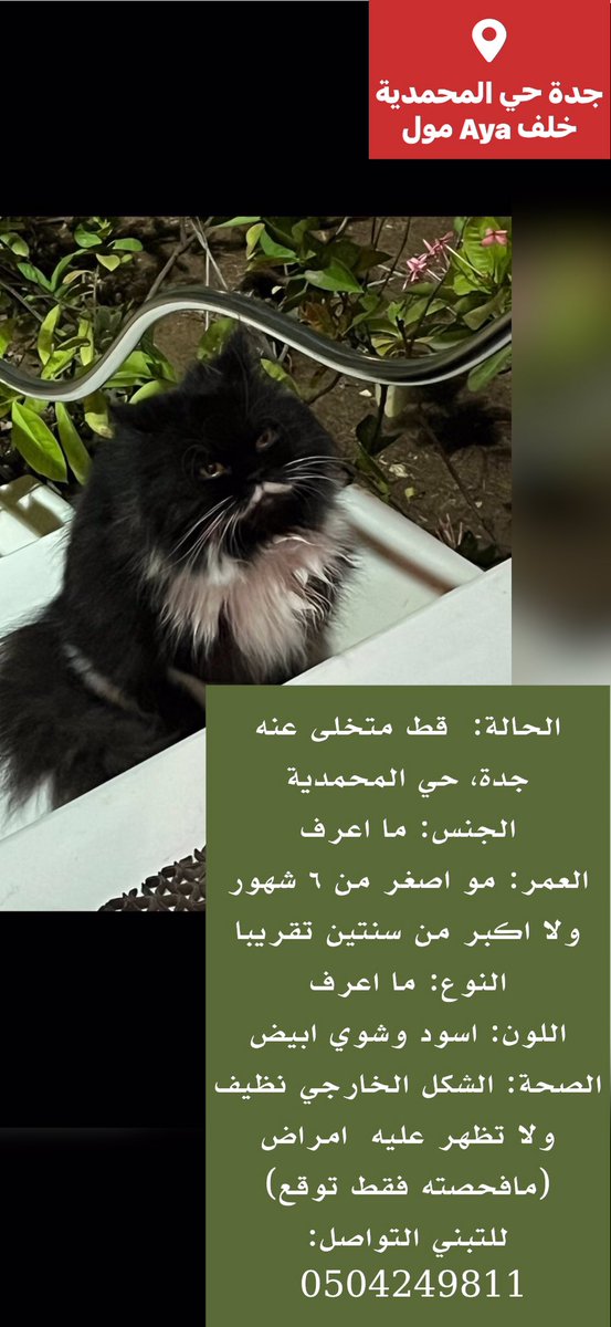 #قط متخلى عنه
#جدة #حي_المحمدية 
التفاصيل في الصور
للتبني التواصل: 0504249811
#قطط_جدة #قطط_مفقوده #قطط_للتبني #تبنى_لاتشتري 
<a href="/JeddahCats/">قطط جدة</a> <a href="/Ariall2020/">Ariel</a>
 <a href="/umhryrh/">ام هريرة um-hryrh@⚖️</a> <a href="/MissingCat4/">MissingCat</a> <a href="/Catpeopleksa/">Cat people 🐈</a> <a href="/misshanao/">Hαɳα 🐾</a> <a href="/Candle310/">Candle3</a> <a href="/helah_abdullah/">هيله عبدالله</a> <a href="/JunkSoho/">ميم➰ كود خصم البداح للعود sk21</a> <a href="/ftomy2021/">فطومي 😻🐾🐾</a> 
 <a href="/cats2017_/">🇸🇦 Abdullah</a> <a href="/lostnfound_sa/">Lost & Found Pets in KSA</a>
