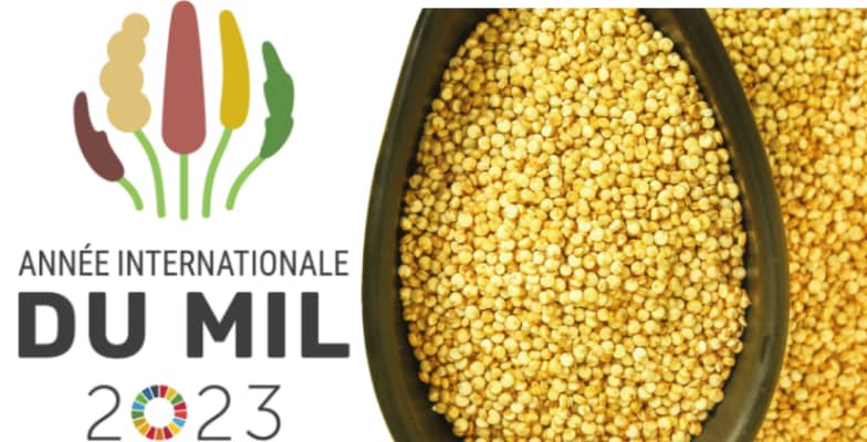 2023 a éte proclamé comme Année internationale du #mil par  l'Assemblée Gén. des Nations Unies.  Céréale durable et résiliente, il constitue une solution idéale pour les pays qui doivent renforcer leur autosuffisance.

@UNRIC_Italia @UNRIC_NO