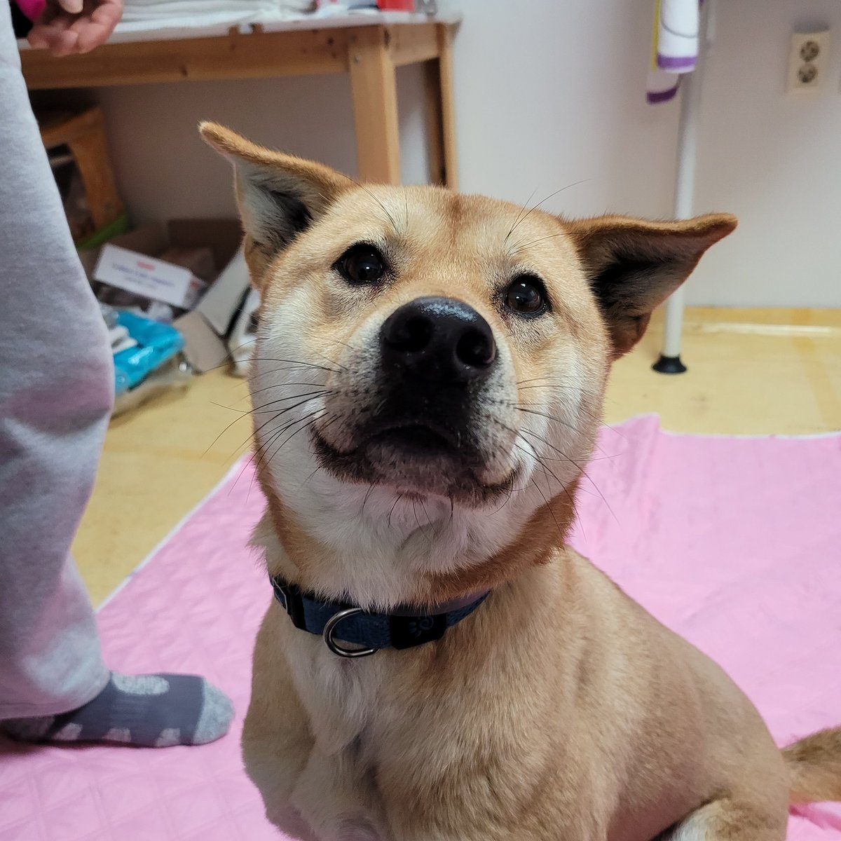 _yukimax's tweet photo. 하루종일 본다...귀여워 https://t.co/SUw33a6g22