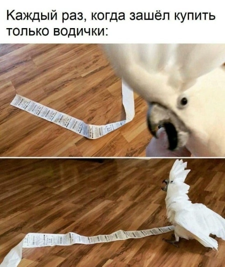 liltonder's tweet photo. https://t.co/SM6oQ4JX87