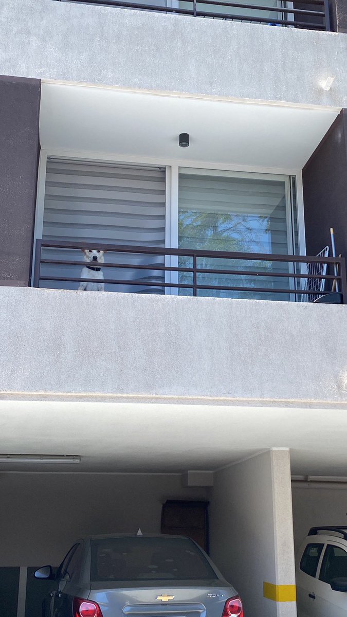 Está desnutrido, su dueña actual tiene plazo para el 6 de enero para irse del edificio por mal comportamiento, actualmente los vecinos le tiran comida por el balcón…es urgente sacarlo de ahí.