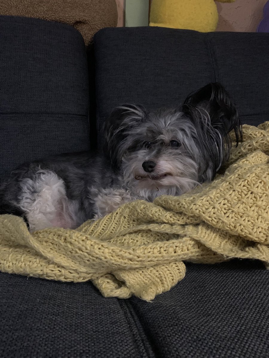 kries's tweet photo. my little old lady will be 13 this year. i can’t. 🥹 https://t.co/20sBnV0MW8
