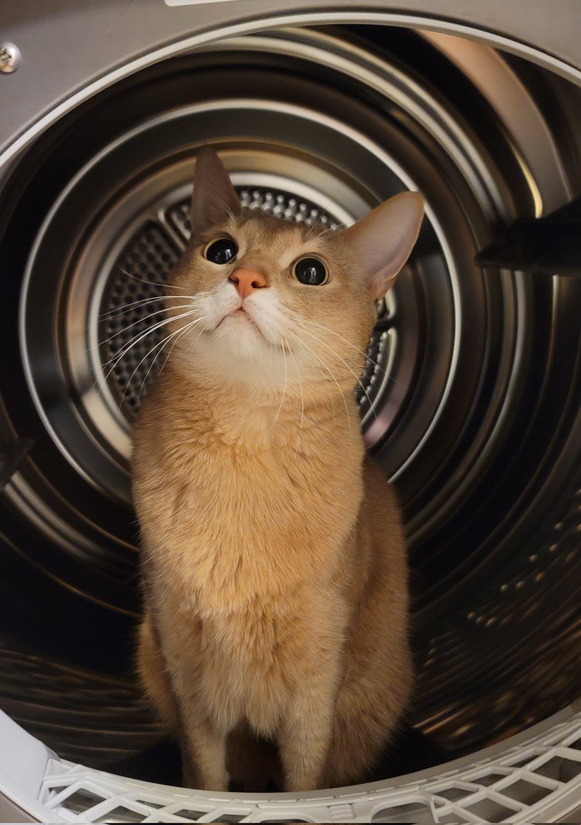 건조기 들어와서 신난 고양이