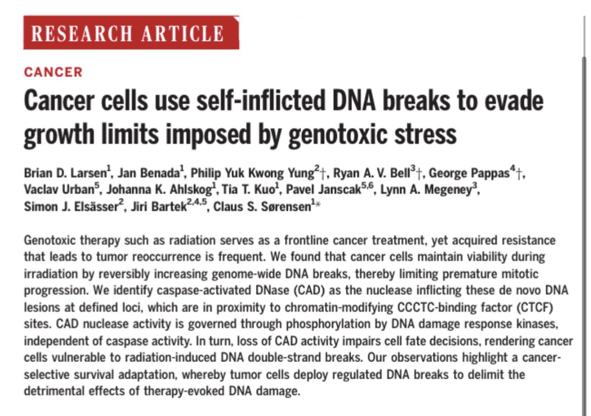 BowTiedBiotech's tweet image. 1/💡 New DNA Damage Response (DDR) Target: CAD Caspase-activated DNase

Scientists are researching a concept called 'synthetic lethality' as a potential way to target and kill cancer cells by exploiting their DNA damage. #cancer #DDR #replicationStress

science.org/doi/10.1126/sc…
