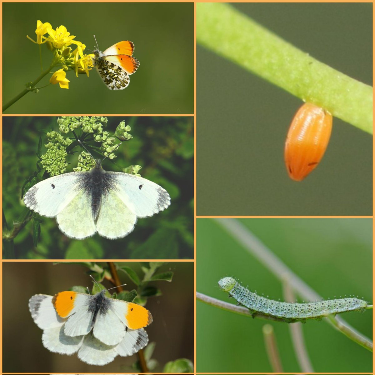 maryvanderes's tweet photo. #Dag2 van #vlindermaand
#Oranjetipje #Orange_Tip #Anthocharis_cardamines .
Vliegtijd: Half april-eind mei in één generatie.
Waardplanten: Pinksterbloem en look-zonder-look; soms ook andere kruisbloemigen zoals lupine, gewone raket en ruige scheefkelk.
@ErikDePay https://t.co/LBm8tJ1GUk