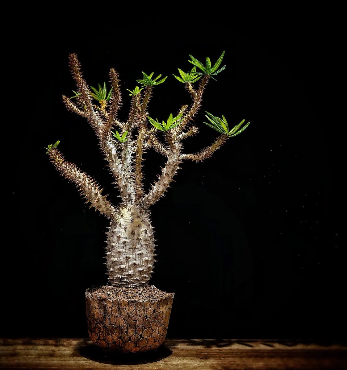 Pachypodium ambogense
#caudiciform 
#plantslover  
#pachypodium 
#pachypodiumambogense
#wildspecimen 
#saleoverseas 
#rareplants 
#パキポディウムアンボンゲンセ 
#wierdplants 
#caudexplants 
#succulents 
#厚皮草
#3rplants 
#파키포디움암보젠스
#succulentplants 
#gogreen
#succulents