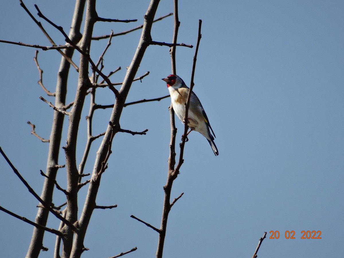 #Haftanınkuşu Saka ilk kuş gözlemimde çektiğim fotoğraf kendisi 4.kertikti bana. 12. sınıf -YKS zamanı- iyikilerimden biridir kuş gözlemi. İyi ki o gün dışarı çıkmışım.
📍 İslahiye/Gaziantep