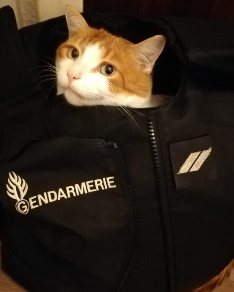 didoufri's tweet photo. Nouveauté 2023
👮‍♀️👮‍♀️👮‍♀️Désormais, chaque gendarmerie aura un référent bien être animal. Les élèves officiers de police judiciaires recevront une formation pour les aider à  aborder la maltraitance animale et tout sujet en relation avec les animaux et en contravention à la loi https://t.co/gnetJ9HUWx