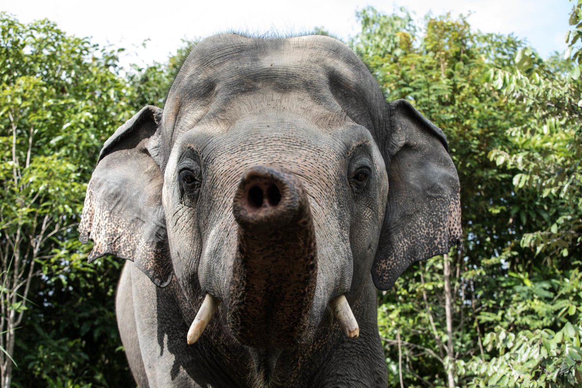 fourpawsint's tweet image. Wondering what to do that is good for the soul and educational too this year?
Check out our #ClickAndLearn section on our website for some entertaining activities,for adults &amp;amp; kids alike. Have a go on your own,or together with friends&amp;amp;family - enjoy! ➡️ four-paws.org/our-stories/cl…