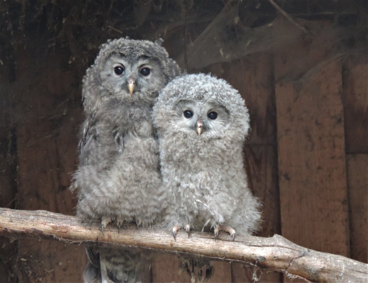 fourpawsint's tweet image. Wondering what to do that is good for the soul and educational too this year?
Check out our #ClickAndLearn section on our website for some entertaining activities,for adults &amp;amp; kids alike. Have a go on your own,or together with friends&amp;amp;family - enjoy! ➡️ four-paws.org/our-stories/cl…