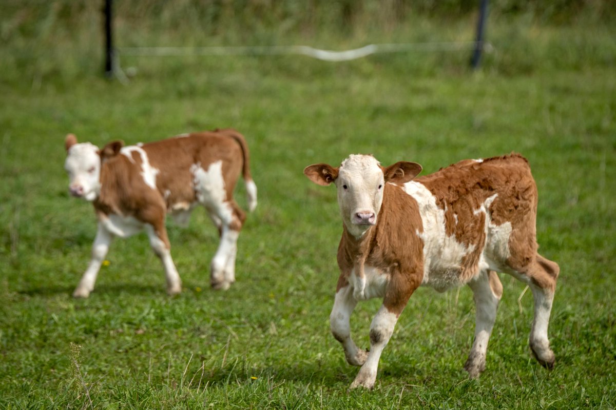 fourpawsint's tweet image. Wondering what to do that is good for the soul and educational too this year?
Check out our #ClickAndLearn section on our website for some entertaining activities,for adults &amp;amp; kids alike. Have a go on your own,or together with friends&amp;amp;family - enjoy! ➡️ four-paws.org/our-stories/cl…