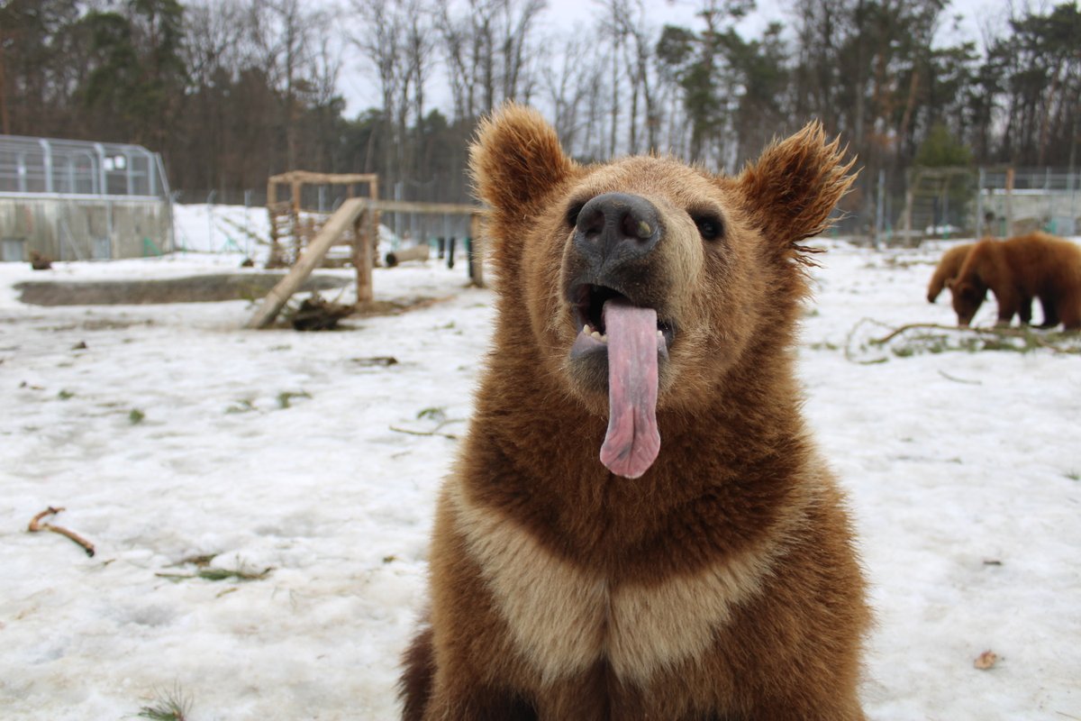 fourpawsint's tweet image. Wondering what to do that is good for the soul and educational too this year?
Check out our #ClickAndLearn section on our website for some entertaining activities,for adults &amp;amp; kids alike. Have a go on your own,or together with friends&amp;amp;family - enjoy! ➡️ four-paws.org/our-stories/cl…