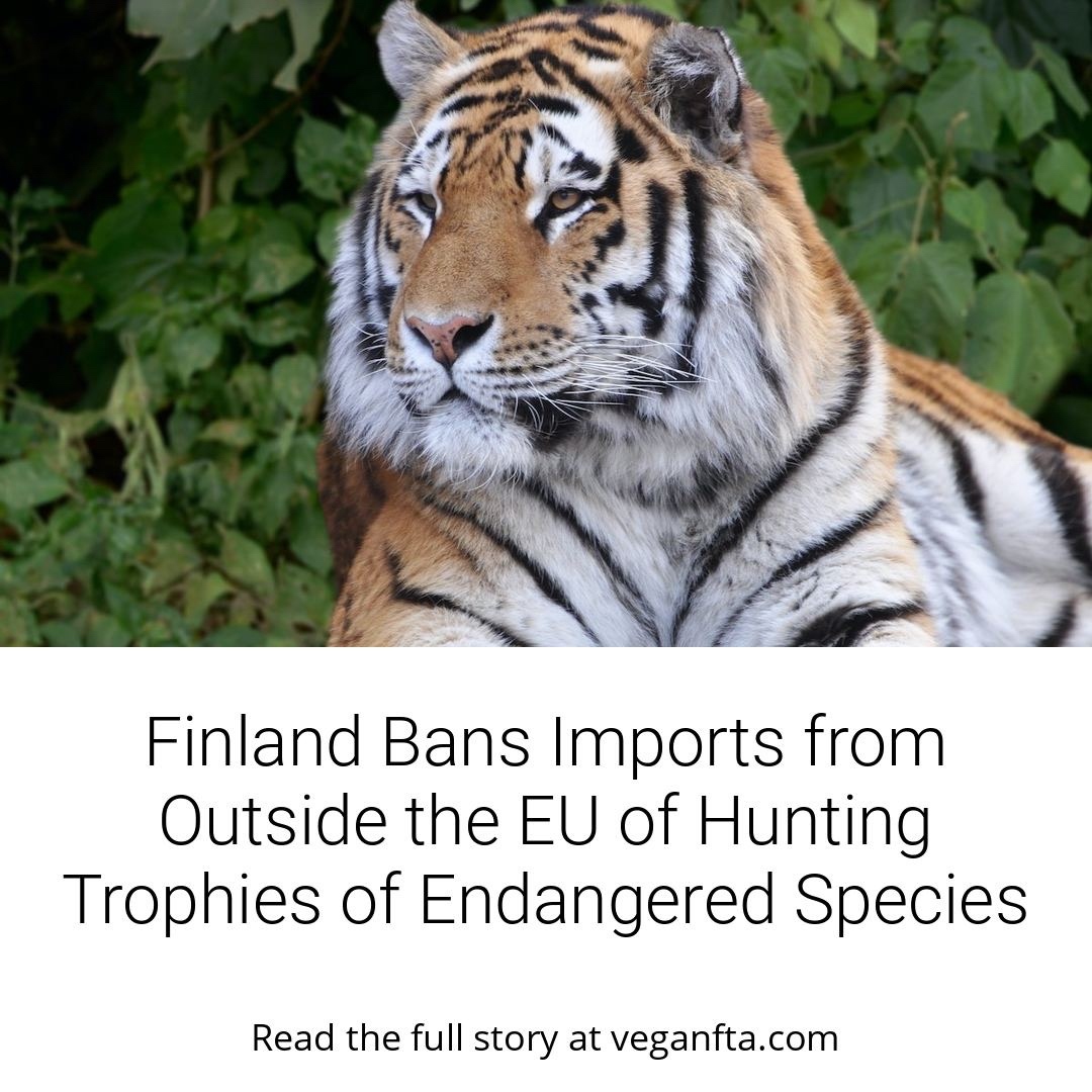 Finland has banned imports from outside the EU of hunting trophies of endangered species. The ban will enter into force on 1st June 2023. 🙌 🇫🇮

👉 Read more: veganfta.com/2022/12/29/fin…

#finland #eu #animals #endangeredanimals #vegan #animalprotection