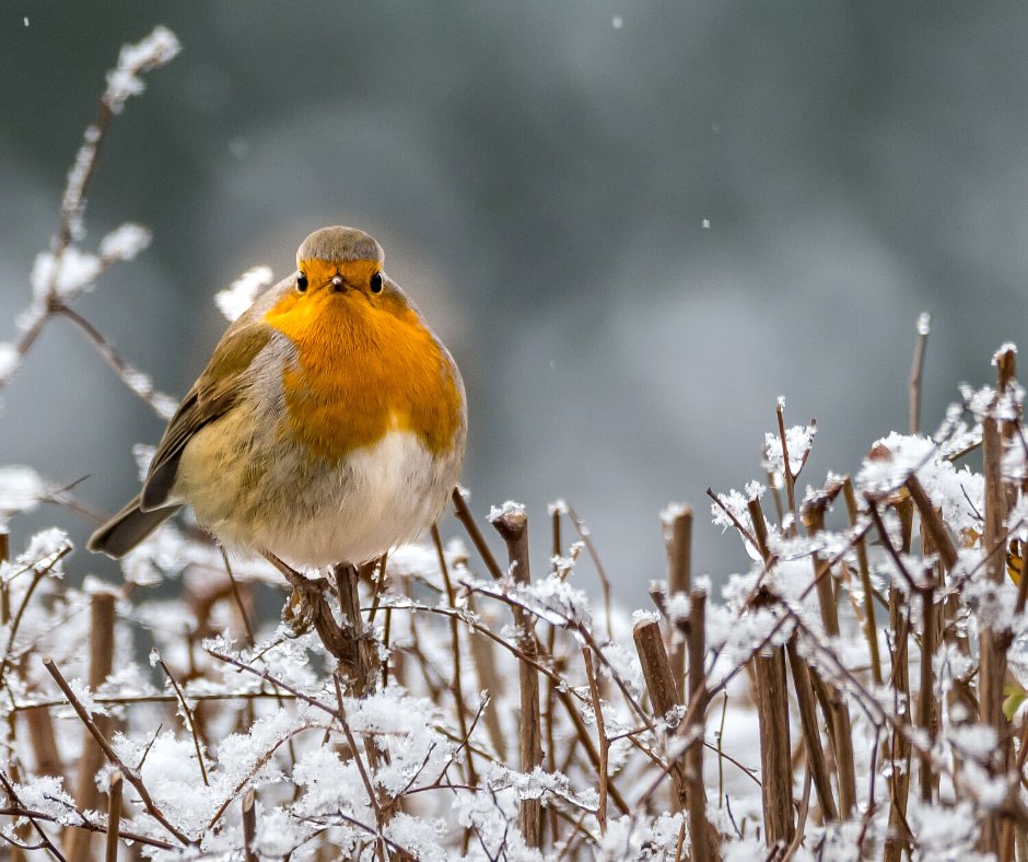 It's day 9 of #12DaysWild, and today we're challenging you to spot one of our favourite winter birds! 🔍👀

You won't have to travel far from your home to find a robin! Read up on them here: somersetwildlife.org/wildlife-explo…

#SomersetWT #Nature #NatureChallenge