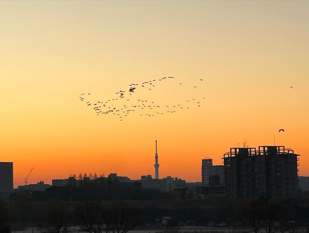 junko76's tweet image. 初日の出を見に行きました🌅
空のグラデーションが、きれいでした✨ ✨ ✨ 
たくさんの人が見に来ていました。
#新年
#初日の出 #firstsunrise
#荒川
#スカイツリー
#鳥の群れ
#そら #sky
#グラデーション #Gradation