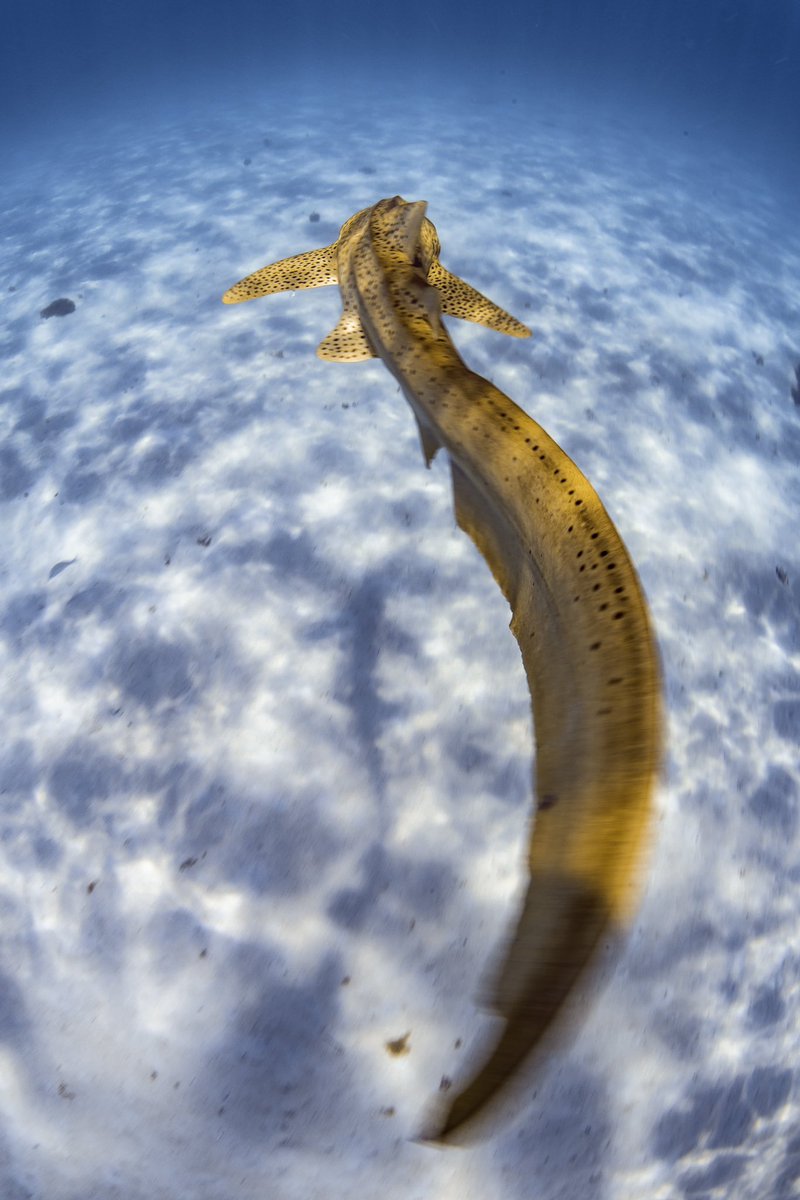 Brooke Pyke tweet media