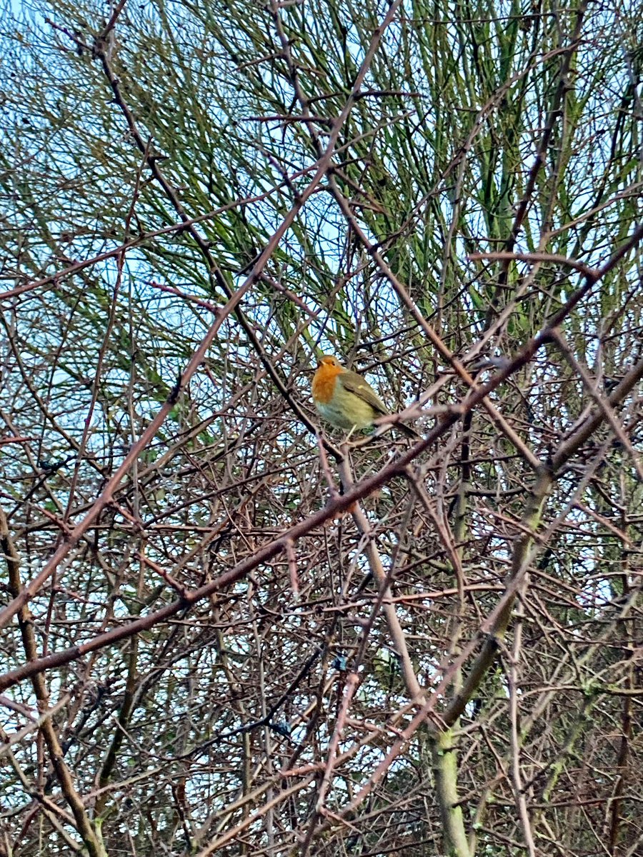 We took a stroll up to #GarthMeadows to watch the sunrise for Day 9 of #12DaysWild A sweet Robin joined us and kept us company hopping in the hedgerow close by ❤️