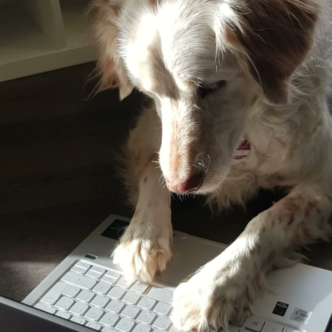 SwoppenSystems's tweet photo. Buddy hat sich heute auf 💻https://t.co/yJEPvr3xyN mal angeschaut, was unsere Software Soferu so alles kann. Da ist ihm fast die Kinnlade runtergekappt!!!  Habt ihr euch schon informiert? Nein? Dann schnell! 👀👍

#swoppen #soferu #cloudsoftware #bürohund #lieblingskollegen https://t.co/Om0JQBwen7