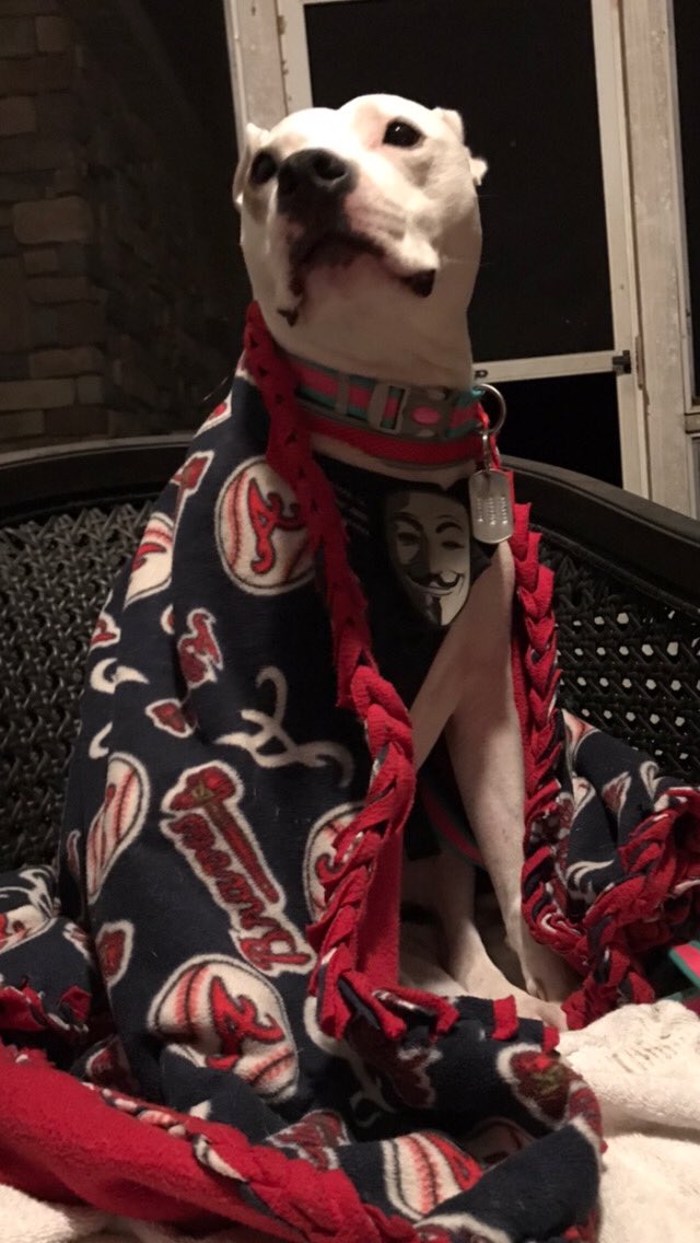 AtlPitRescue's tweet photo. #RescueDog at #FUREVERHOME with @BrandonBond &amp; @brynn_bond  they adopted “Annie” in 2022 &amp; they couldn’t be happier with their new #adopteddog #pitbullrescue https://t.co/utqkuiK1Ao