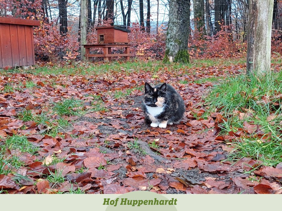 huppenhardt's tweet photo. Na, kennt Ihr mich schon? 😼 Mein Name ist Maja! Zugegebenermaßen bekommt man mich nicht sehr oft zu Gesicht.

#hofhuppenhardt #cute #etn #picoftheday #tierschutz #katze #straßenkatze #streuner #scheu #glückskatze #katzenliebe https://t.co/s6OA2G8Vpj