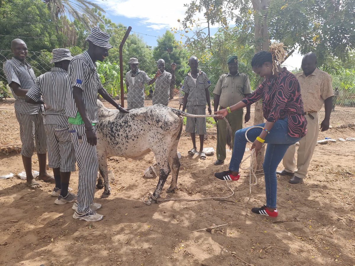 Ceciliaishuu's tweet photo. Promise kept!
Today i delivered  a bull to the inmates of Lodwar Prison for their new year celebration 🍾 
My office will work with the rehabilitation facility to ensure that our brethren in those areas get motivated and reformed to contribute to the building of our nation. https://t.co/O095K6Srqt