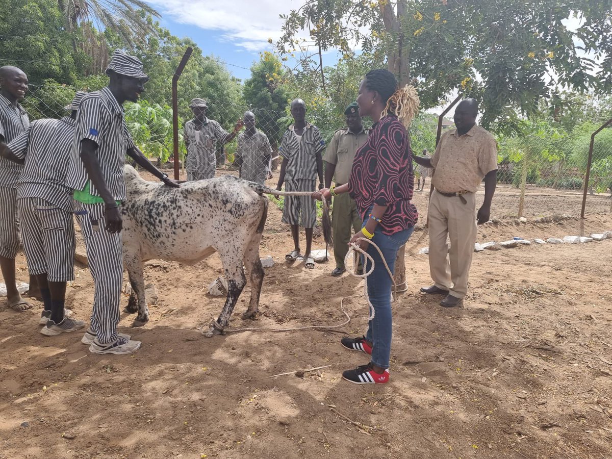 Ceciliaishuu's tweet photo. Promise kept!
Today i delivered  a bull to the inmates of Lodwar Prison for their new year celebration 🍾 
My office will work with the rehabilitation facility to ensure that our brethren in those areas get motivated and reformed to contribute to the building of our nation. https://t.co/O095K6Srqt