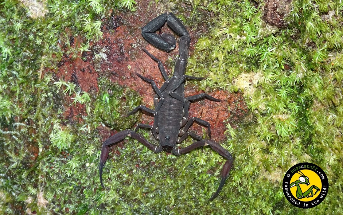 bugsnstuffcom's tweet photo. #Suriname Amazonian black #scorpion (#Tityus obscurus). If stung, symptoms include severe local pain, edema, profuse sweating, nausea, vomiting, numbness, muscle twitch, convulsions, semicoma, somnolence, hallucinations, tachypnea, tachycardia, excessive drooling and prostration! https://t.co/dycWFi8NOl