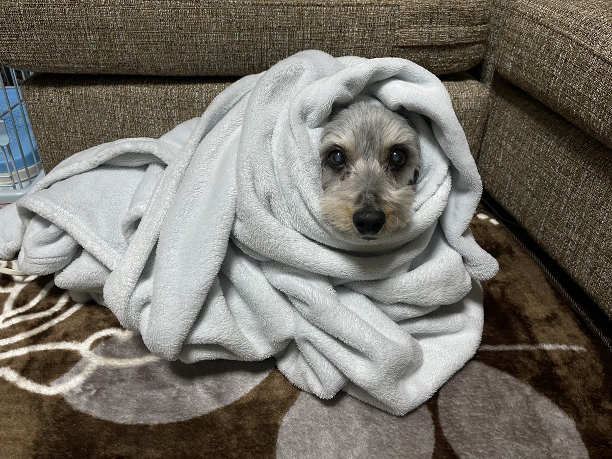 srsrtmk's tweet photo. 老犬そらの日常

明けましておめでとうございます㊗️

久々にお姉ちゃんが帰ってきて
喜んでいたのも束の間
みの虫にされてました🐛

＃老犬　＃シニア犬  #15歳
#ダックスミックス
#正月 https://t.co/EXiuZOeMvt