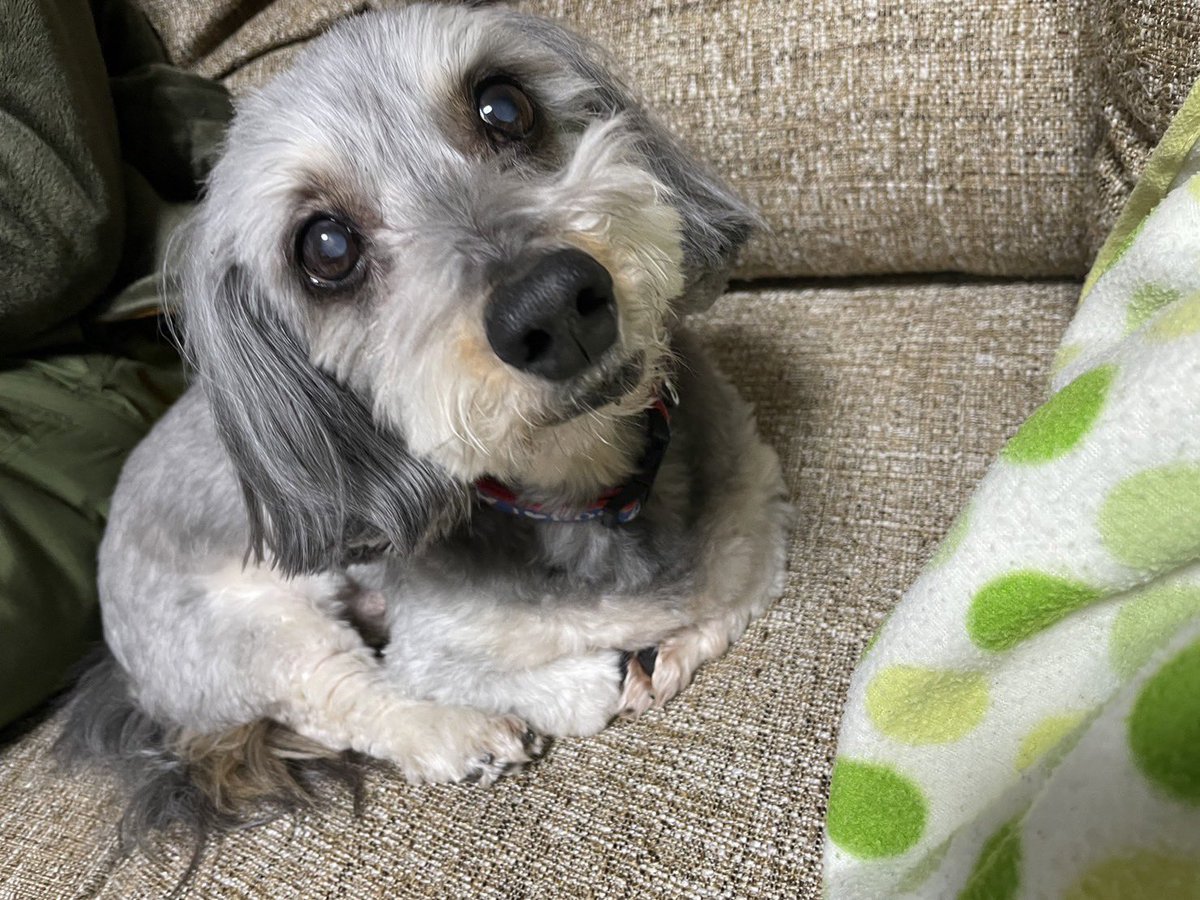 srsrtmk's tweet photo. 老犬そらの日常

明けましておめでとうございます㊗️

久々にお姉ちゃんが帰ってきて
喜んでいたのも束の間
みの虫にされてました🐛

＃老犬　＃シニア犬  #15歳
#ダックスミックス
#正月 https://t.co/EXiuZOeMvt