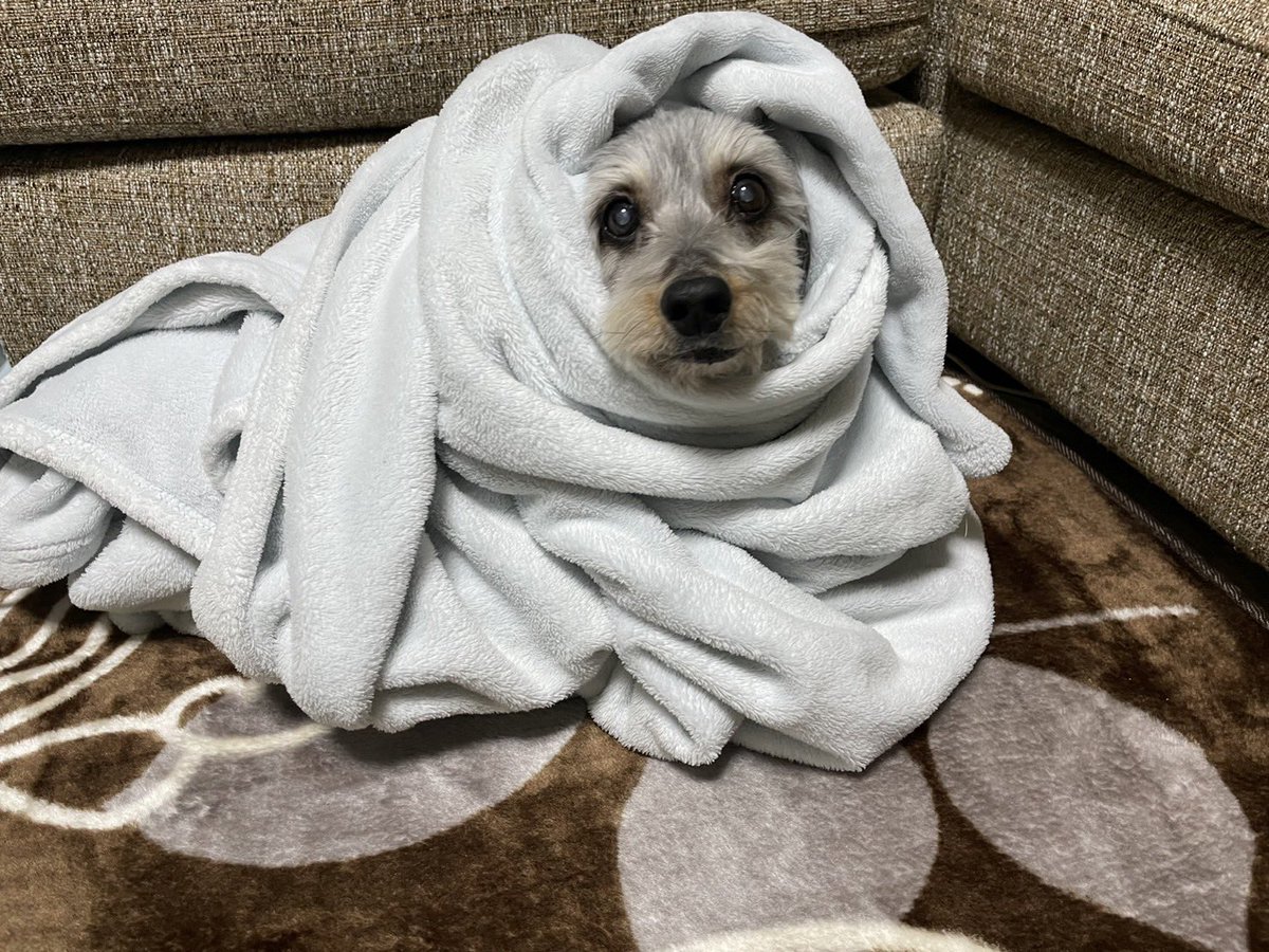 srsrtmk's tweet photo. 老犬そらの日常

明けましておめでとうございます㊗️

久々にお姉ちゃんが帰ってきて
喜んでいたのも束の間
みの虫にされてました🐛

＃老犬　＃シニア犬  #15歳
#ダックスミックス
#正月 https://t.co/EXiuZOeMvt
