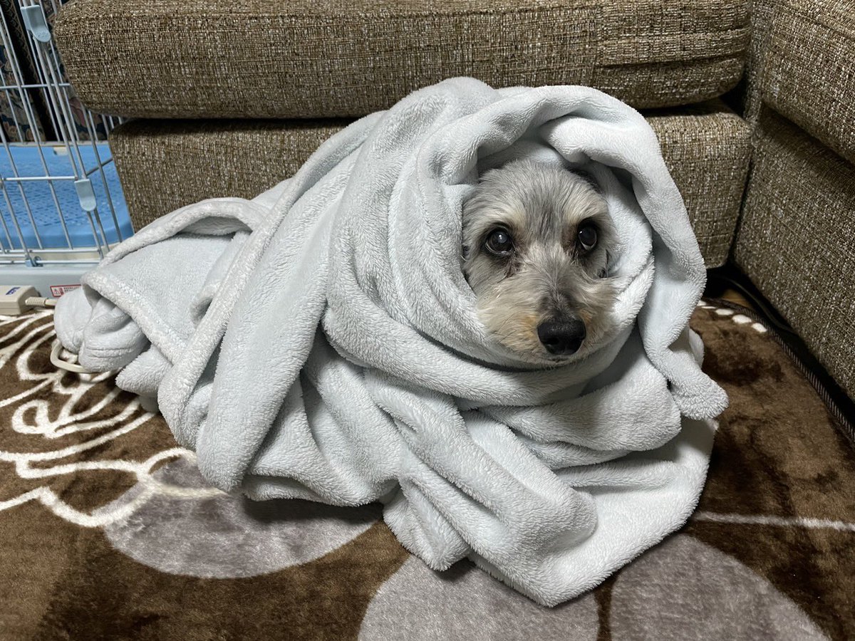 srsrtmk's tweet photo. 老犬そらの日常

明けましておめでとうございます㊗️

久々にお姉ちゃんが帰ってきて
喜んでいたのも束の間
みの虫にされてました🐛

＃老犬　＃シニア犬  #15歳
#ダックスミックス
#正月 https://t.co/EXiuZOeMvt