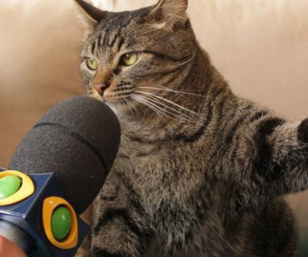 dersuzzalla's tweet photo. - porra, o cara levou cachorro pra subir a rampa mas não levou gato.. tnc https://t.co/uFfLW1TTQO