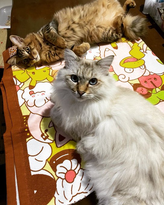 これは可愛い男の子たち💕 