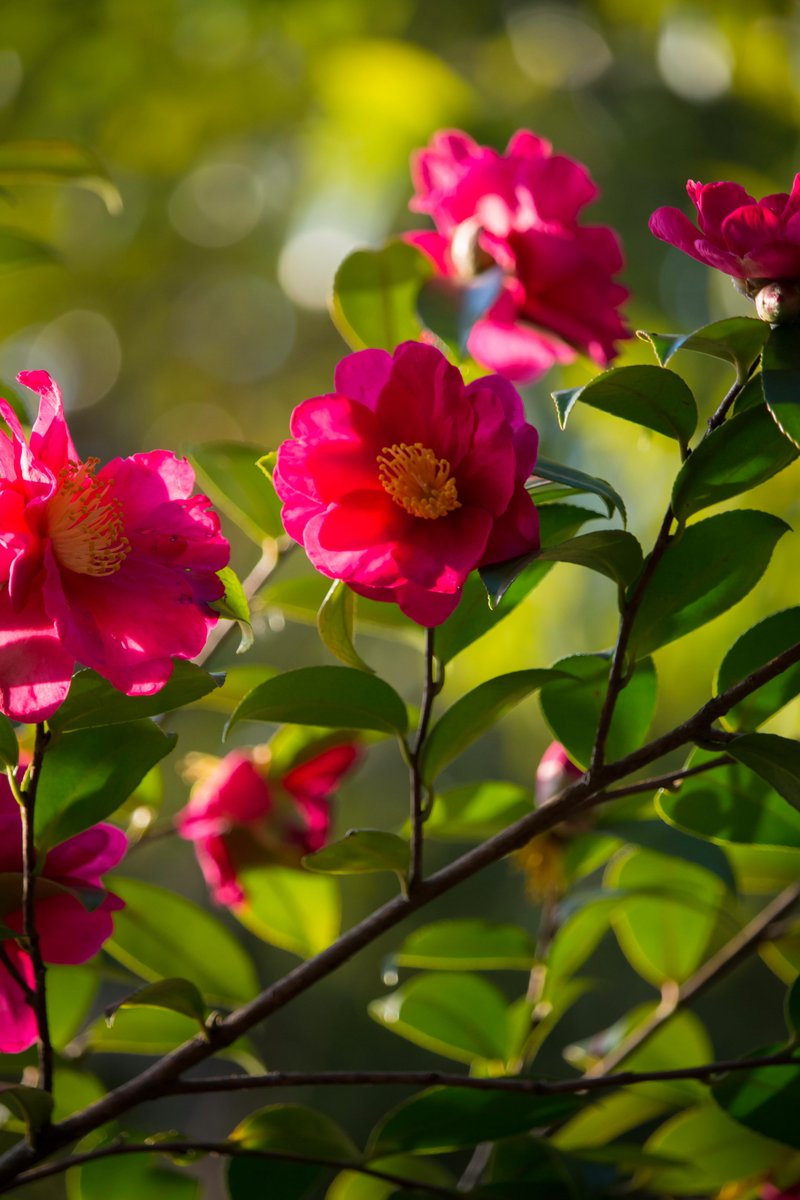 terupapa39's tweet photo. #スナップ #CANON #EOS #EOS_KissX7 #EF_S55_250mm https://t.co/NrBVQRKWI2