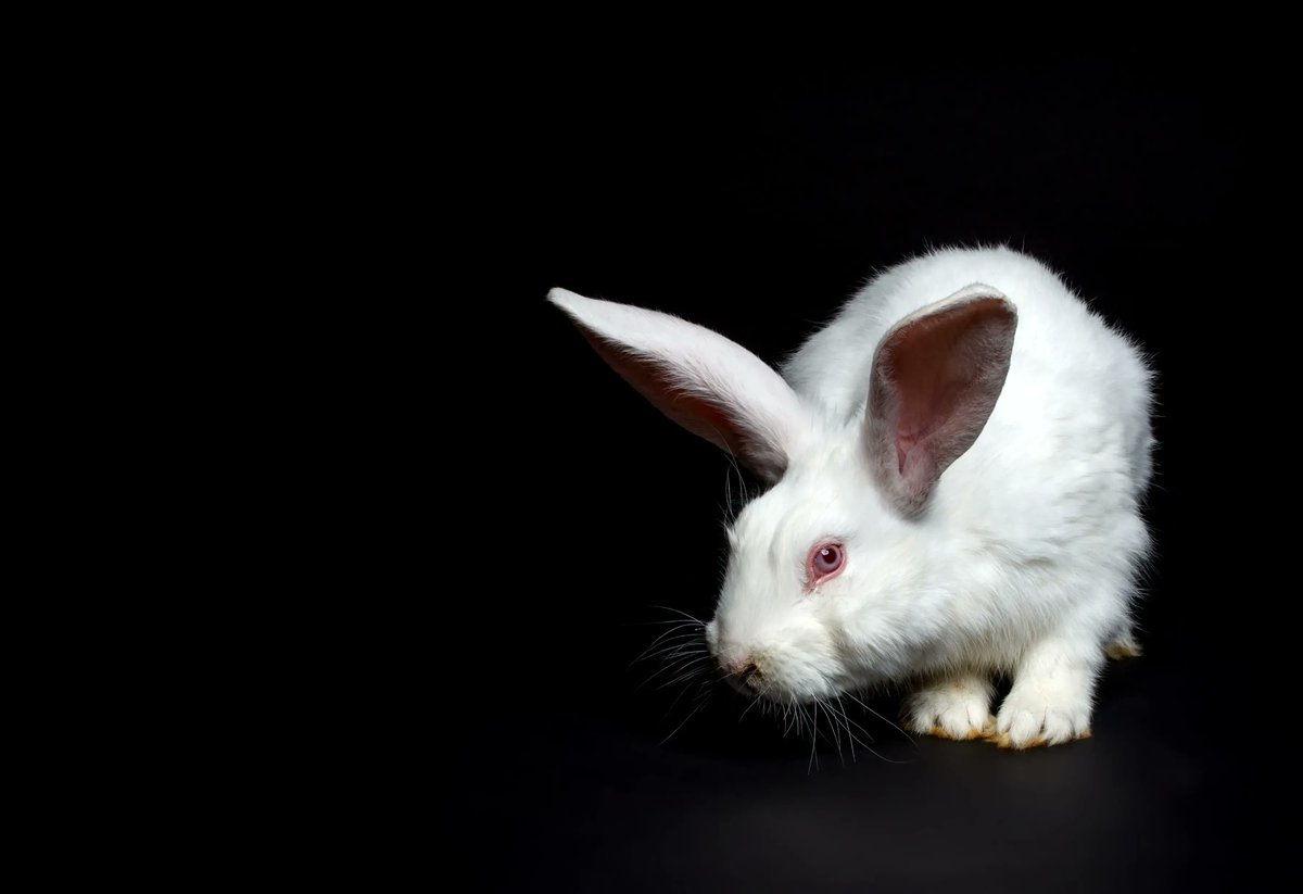 RCStweets's tweet photo. What's on this week at RCS? 🤔

Happy New Year! We're excited to welcome you back to a year full of great performances. Kicking off 2023, students from across the Junior Conservatoire come together to present Curiouser and Curiouser, this Friday–Sunday🐇 

https://t.co/f8jSOqgBcN https://t.co/0GADrttveI