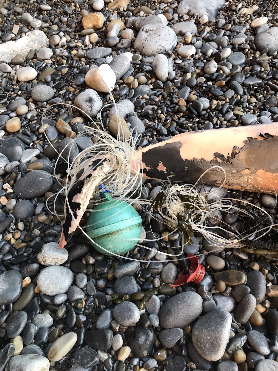 jules123O's tweet photo. Lots of fishing rope &amp; net on this morning’s #2MinuteBeachClean and came across a dead dolphin, tail firmly wrapped in longline 😢 https://t.co/AP2xrovtFx