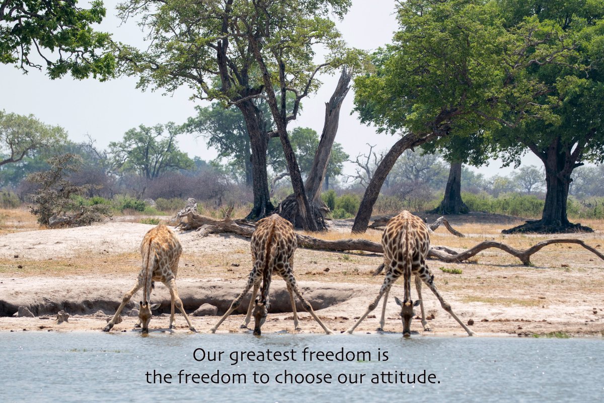 Despite their long necks, #Giraffes have the same number of vertebrae in their necks as we do. #HwangeNationalPark
