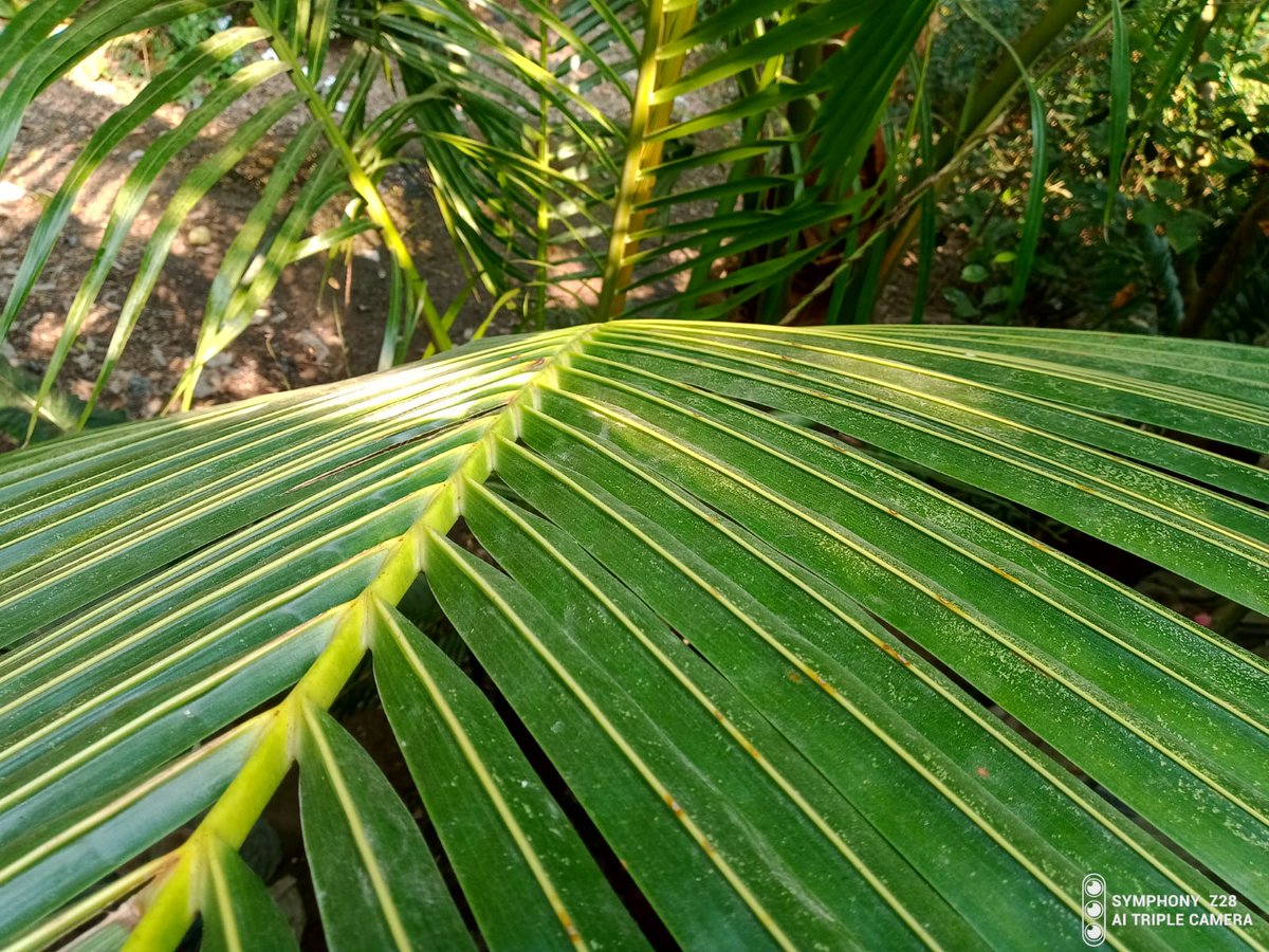 Coconut 🌴🌴🌴🌴🌴