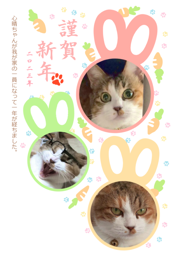 昨年は我が家の猫様をたくさん見ていただきありがとうございました。今年もどうぞよろしくお願いいたします。既に絶好調で元気一杯です🐱✨
添付はお世話になった方々に送りつけたお年賀です🌅 