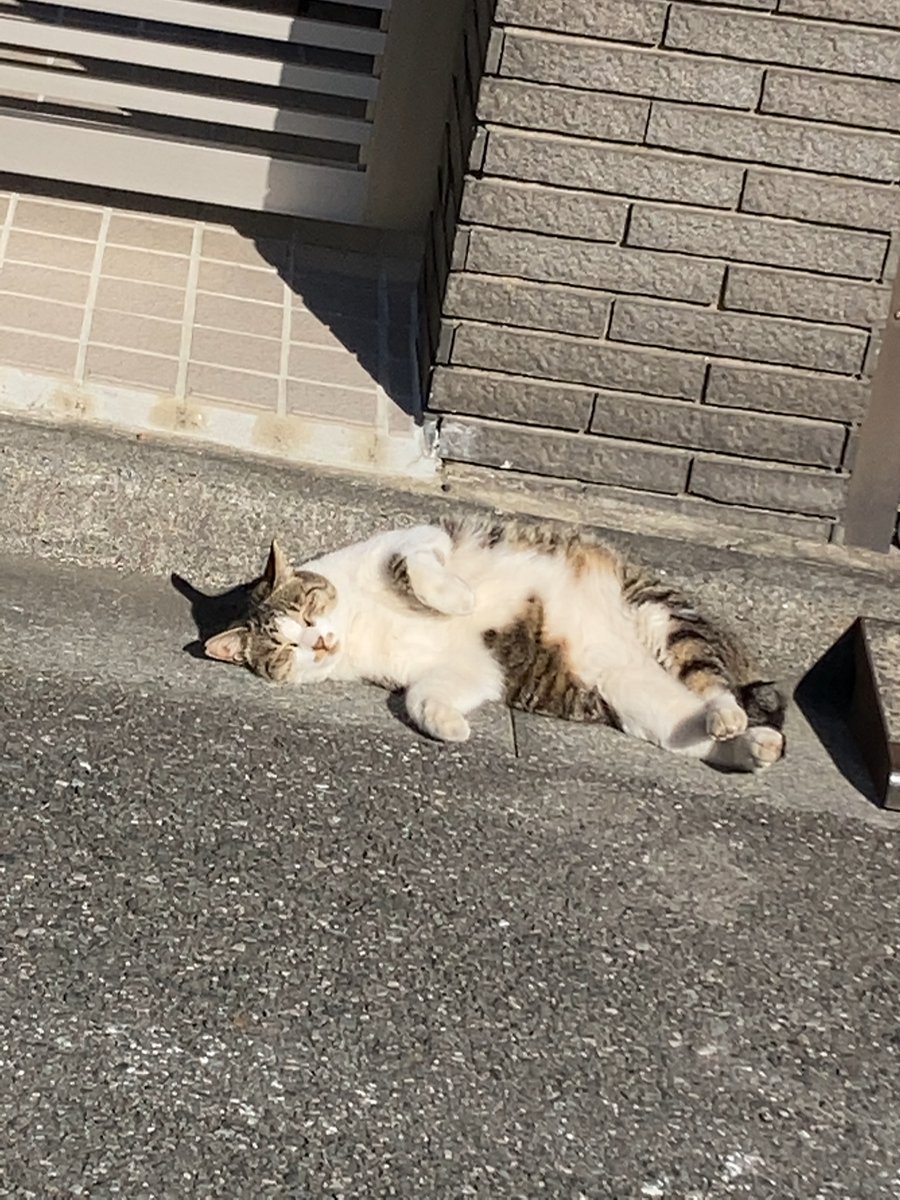 mikanseijin's tweet photo. 昨日、ノラ様が日向ぼっこしながら体をくねらせていて癒されました。ふつうに警戒して逃げると思うけど https://t.co/7nP6yW40jC