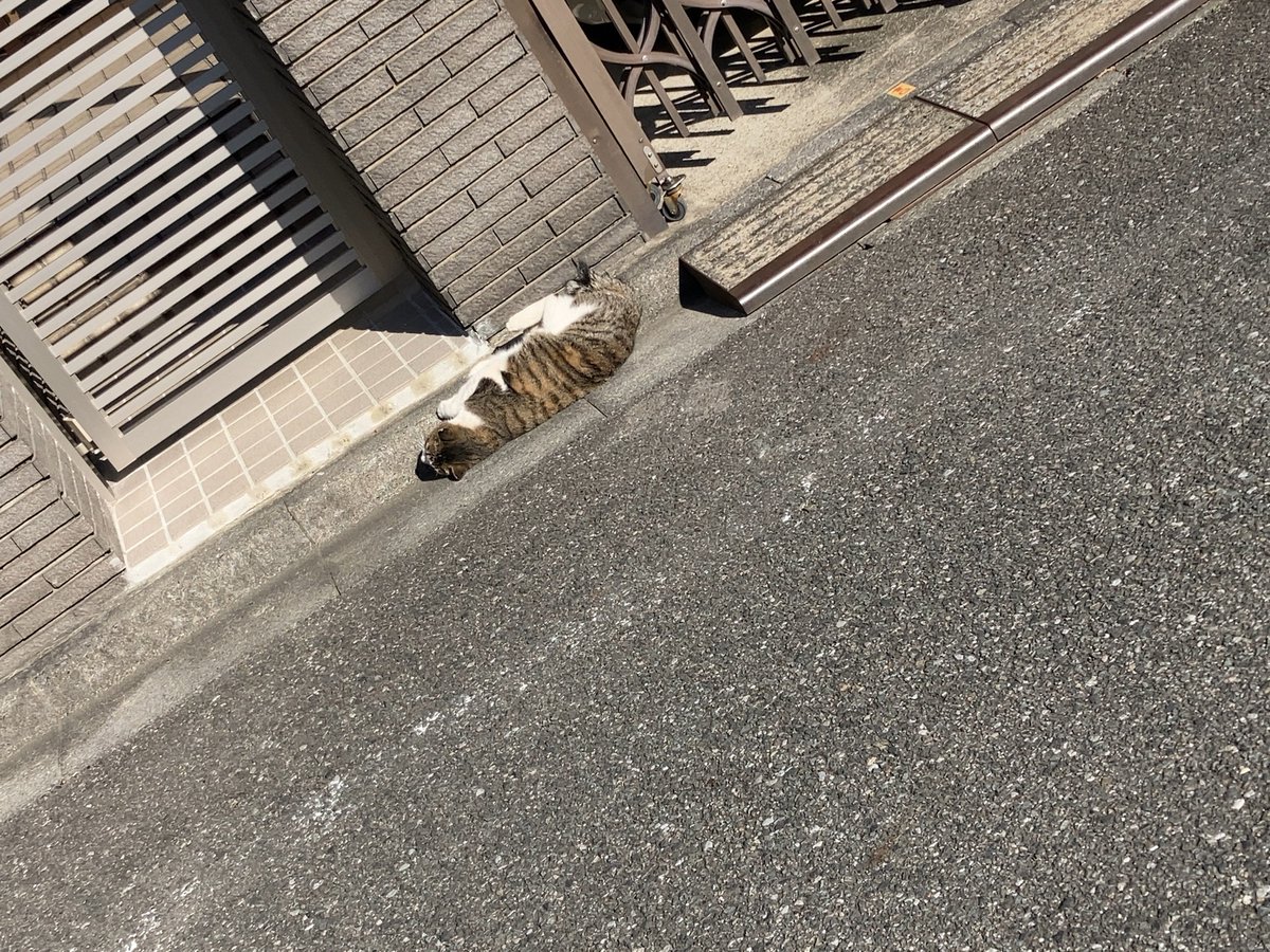 mikanseijin's tweet photo. 昨日、ノラ様が日向ぼっこしながら体をくねらせていて癒されました。ふつうに警戒して逃げると思うけど https://t.co/7nP6yW40jC